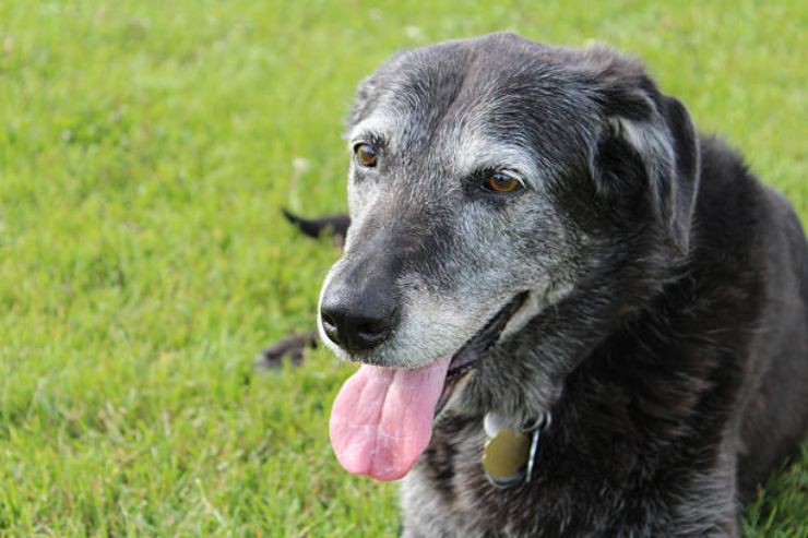 Cane: nuova iniziativa per adottare cani anziani